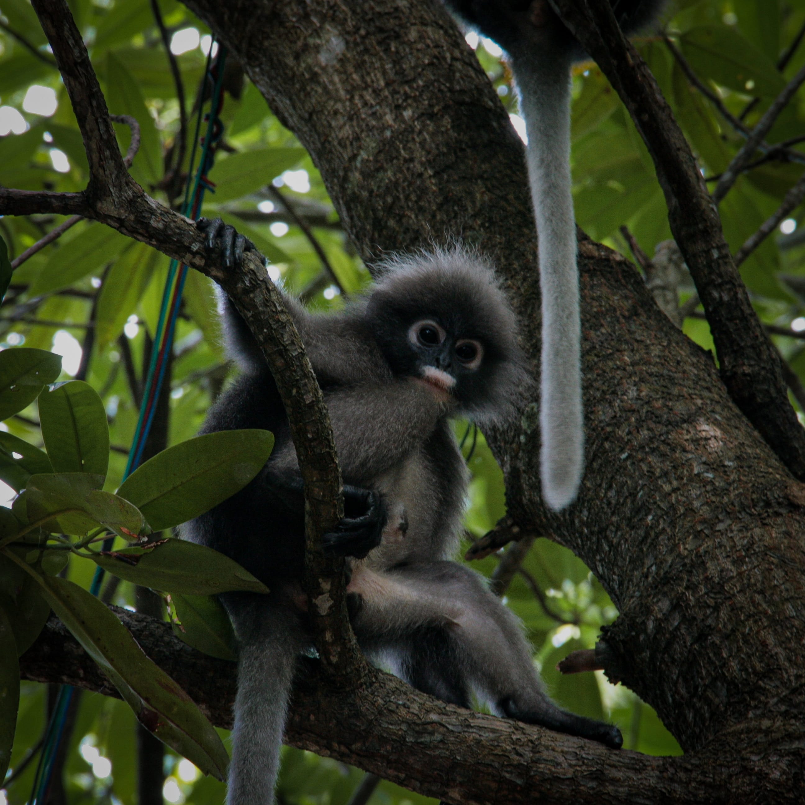 Monkey sitting in a tree, showcasing the natural beauty of Thailand, inviting tour agencies to contact ThaiTourConnect for growth.